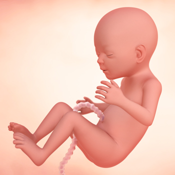 18周胎儿模型图片