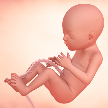 19周的胎儿图片