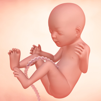 怀孕20周真实胎儿图图片