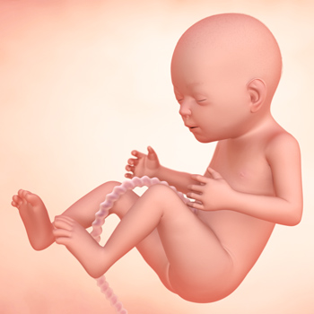 怀孕21周胎儿图片图片