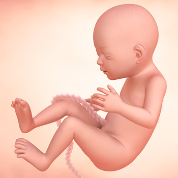 孕22周胎儿位置图片图片